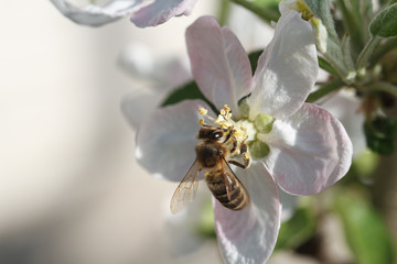 Bee on apple blossom; macro