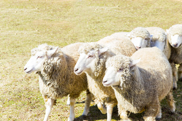 Obraz premium 羊の群れ