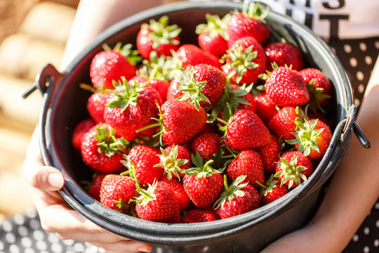 Red juicy fresh strawberries closeup in a basket