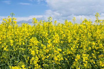 Rape flower