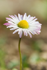 Daisy - flower head.