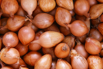 bulb onions