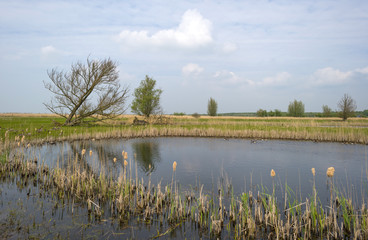 Geese and goslings swimming in a lake