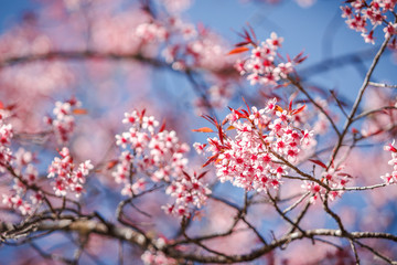 Beautiful cherry blossoms under blue sky