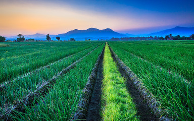 Red onion field with mountain background