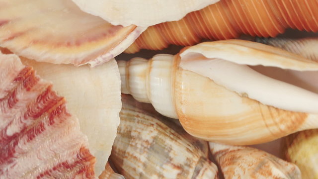 Sea cockleshells background