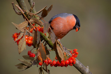 Bullfinch