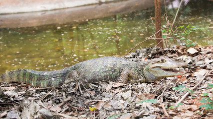 Crocodile is between land and water