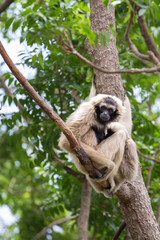White Cheeked Gibbon or Lar Gibbon