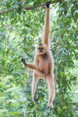 Naklejka premium White Cheeked Gibbon or Lar Gibbon