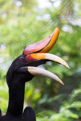 Close up Hornbill in wild
