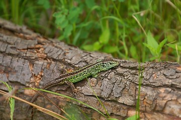 Sand lizard (Lacerta agilis), male in mating colors