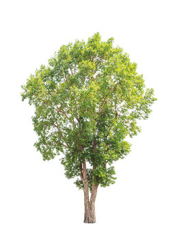 Irvingia malayana also known as Wild Almond tree