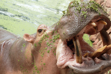 Fototapeta na wymiar Hipopotam portret z natury