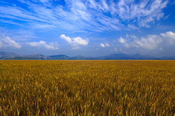 Rice field with mountain background