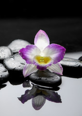 still life with gorgeous orchid on pebble