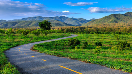 Road to the tropical forest