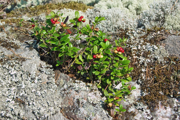 Cowberry on a stone covered with lichen in Karelia