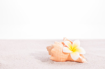 Fototapeta na wymiar Frangipani flower in a conch shell on sand