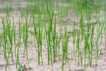 Obraz premium Cogon grass in the wild.