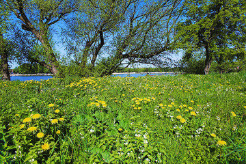 Dandelions and trees