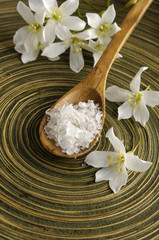 Fototapeta na wymiar White branch frangipani and salt in spoon on wooden plate