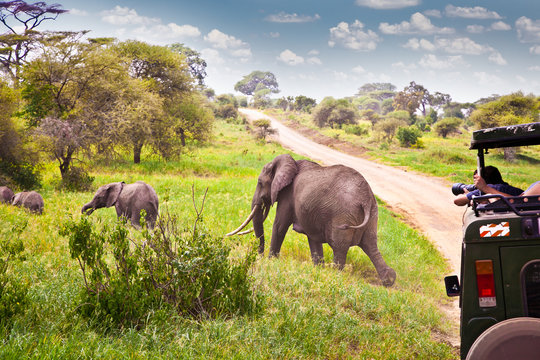 Fototapeta Rodzina słoni na sawannie