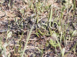 Grass or ringed snake on the ground