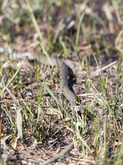Grass or ringed snake on the ground