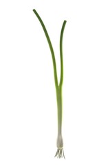 realistic 3d render of spring onion