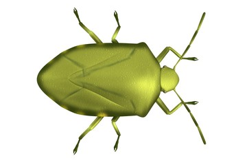 realistic 3d render of stink bug - obrazy, fototapety, plakaty