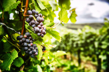 Fresh organic grape on vine branch - obrazy, fototapety, plakaty