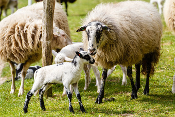 Obraz premium Schaap met lammeren