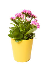 Naklejka na ściany i meble Kalanchoe flowering plant in pot on a white background