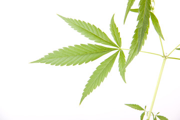 cannabis plant, marijuana on white background