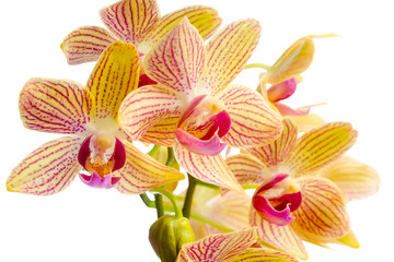 Fototapeta na wymiar Blooming beautiful stripped orange orchid, phalaenopsis is isola