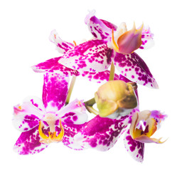 Blooming beautiful spotted cherry orchid is isolated on the whit