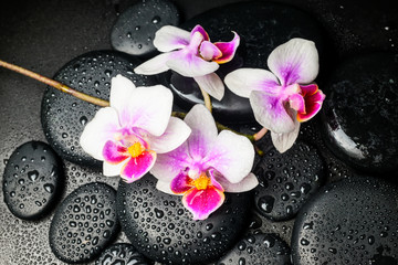 Fototapeta na wymiar Spa still life of beautiful orchid (mini phalaenopsis) flower an