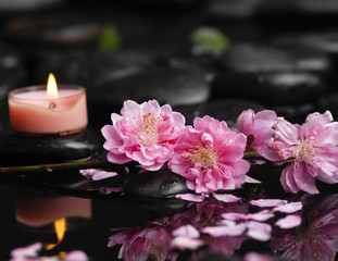 Plakat Branch blossoming cherry with candle -Spa series