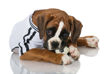 Welpe im Fußballtrikot