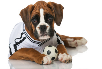 Welpe im Fußballtrikot