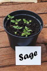 Young sage plants in plant pot, with herb name.