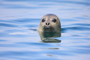 Spotted Seal (Phoca largha) in Hokkaido, Japan  - obrazy, fototapety, plakaty