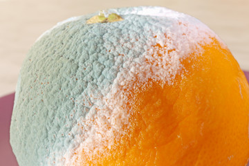 rotten orange