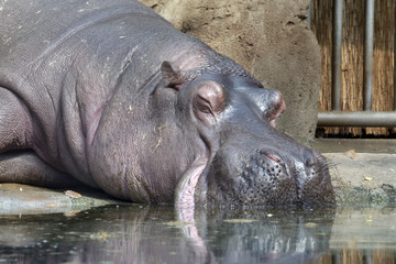 Naklejka premium hippopotamus