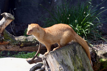Slender mongoose