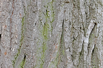 tree bark
