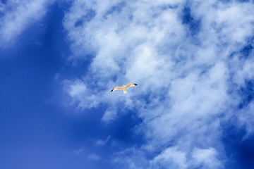 seagulls flying over the sky with white clouds