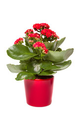 Kalanchoe flowering plant in pot on a white background