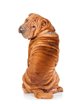 Sharpei looking back isolated on white background